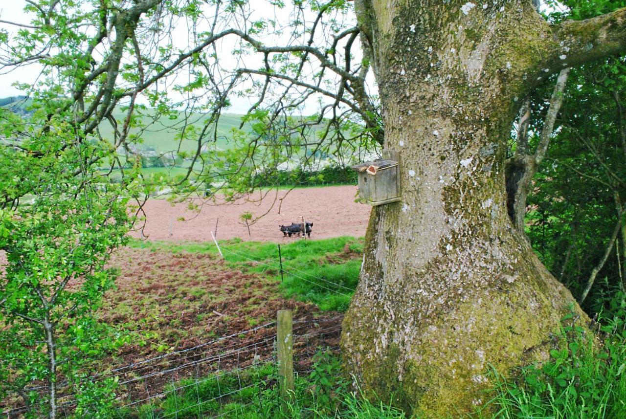 Eco Cottage Joe The Buck Craven Arms Exteriör bild