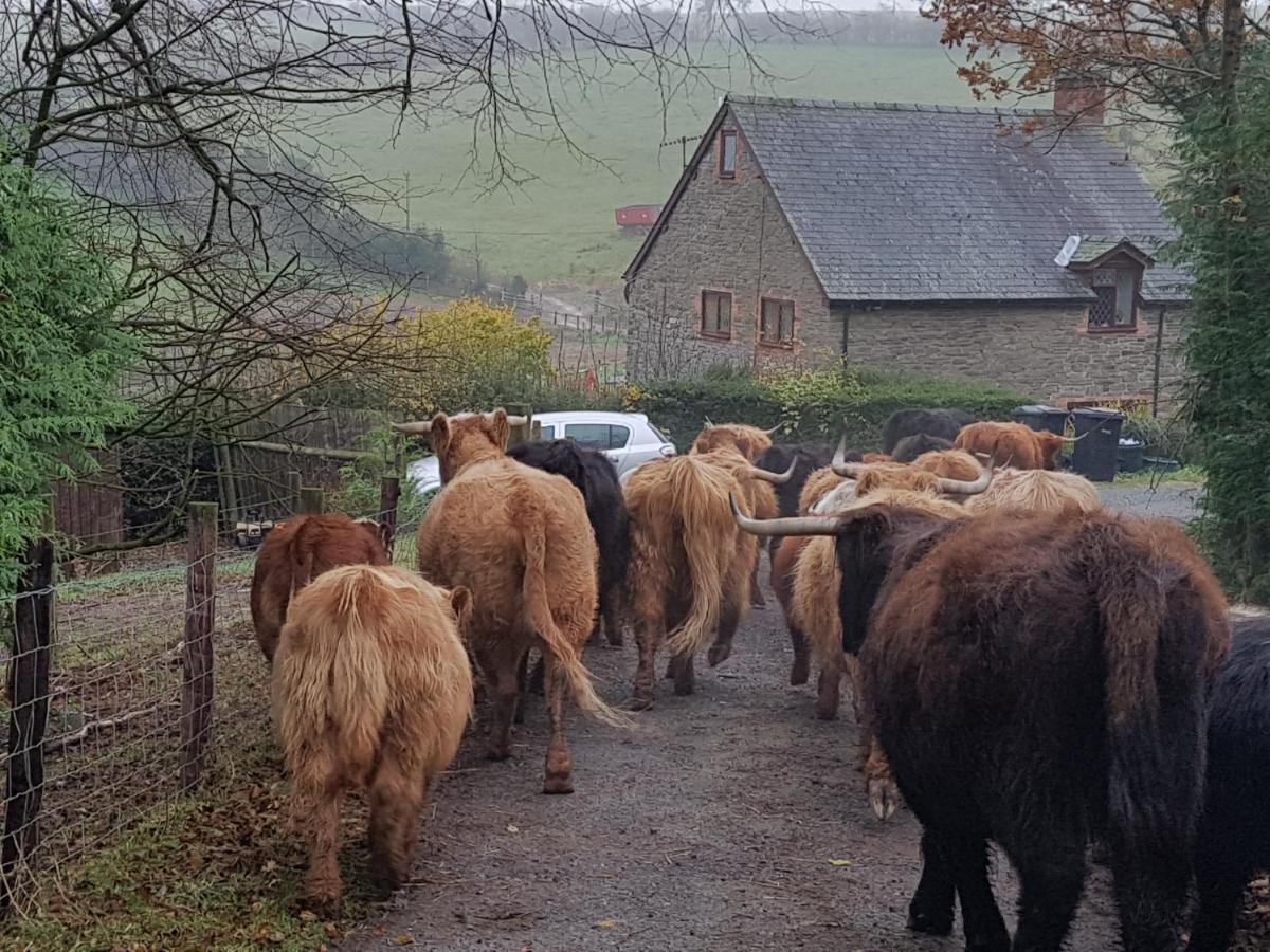 Eco Cottage Joe The Buck Craven Arms Exteriör bild